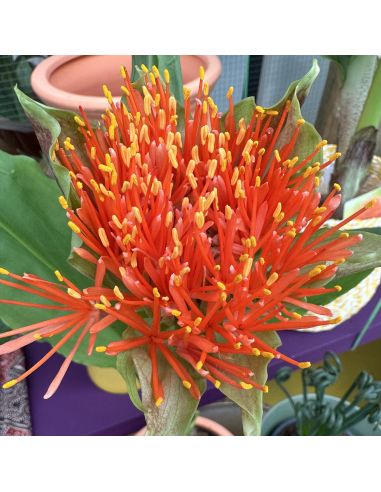 SCADOXUS multiflorus ssp. katherinae