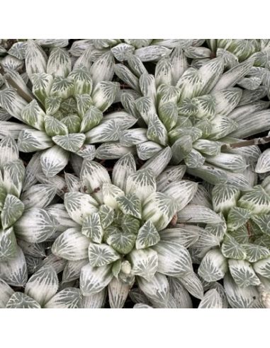 HAWORTHIA cooperi var. Picturata