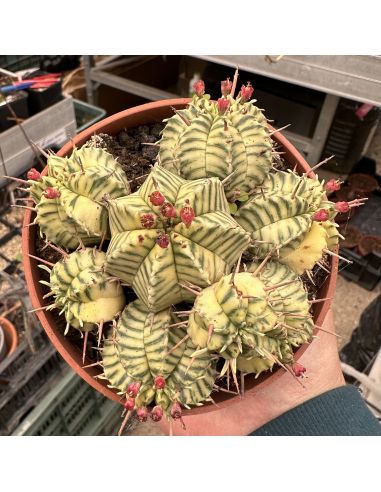 EUPHORBIA pulvinata variegata (meloformis variegata)