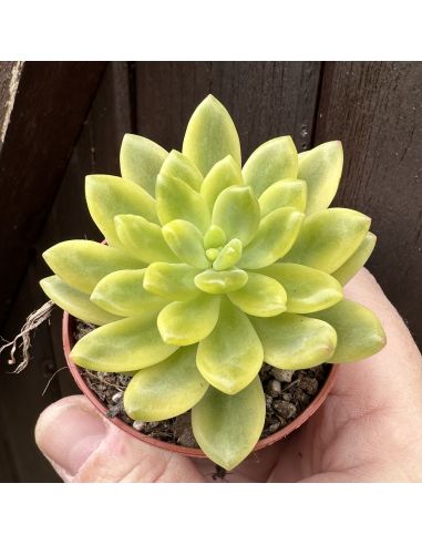 SEDUM Alice Evans variegata