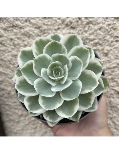 ECHEVERIA 'Lemon lime' variegata