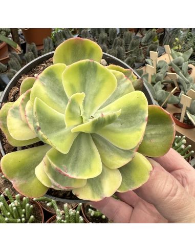 ECHEVERIA 'Blue waves' variegata