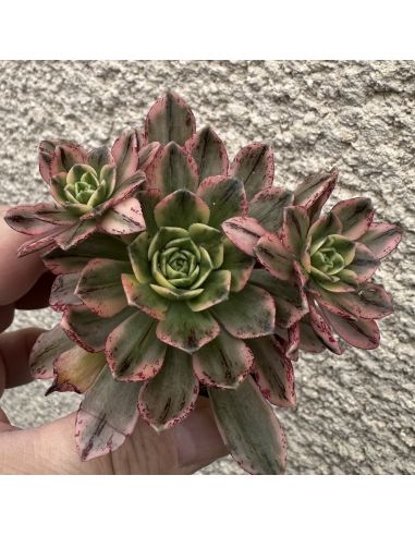 AEONIUM 'Sweet Tea'