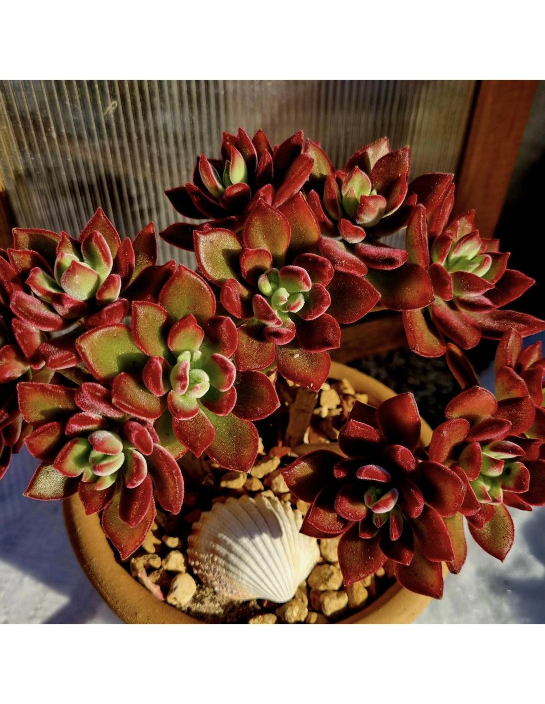 ECHEVERIA pulvinata 