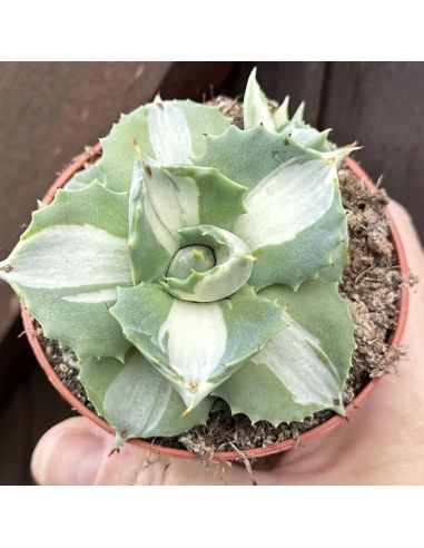 AGAVE Potatorum Ouhi-Raijin Variegata