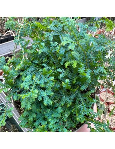 SELAGINELLA tamariscina