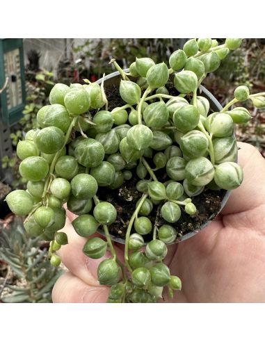 SENECIO rowleyanus variegata