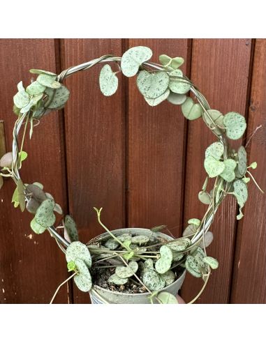 CEROPEGIA linearis ssp.woodii f.variegata