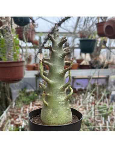 ADENIUM arabicum "Thai socotranum"