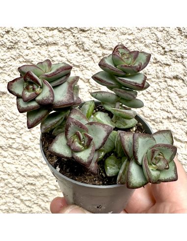 CRASSULA ' moonglow ' variegata