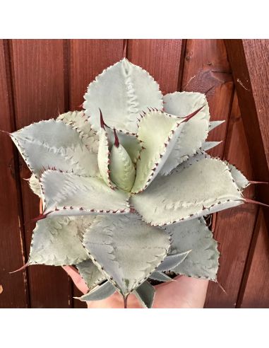 AGAVE pygmaea ‘Dragon Toes’