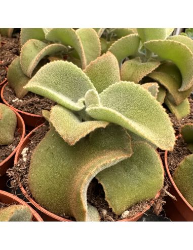 KALANCHOE beharensis 'Golden Dwarf'