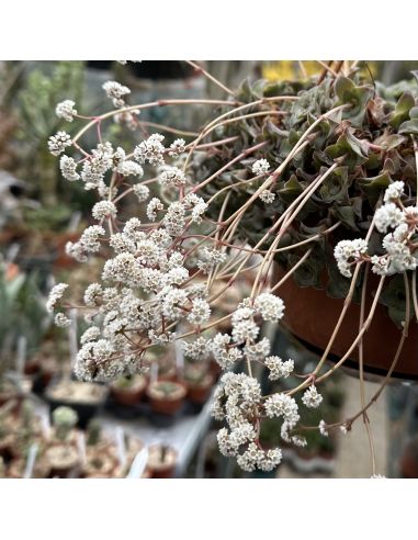 CRASSULA montana ssp. quadrangularis