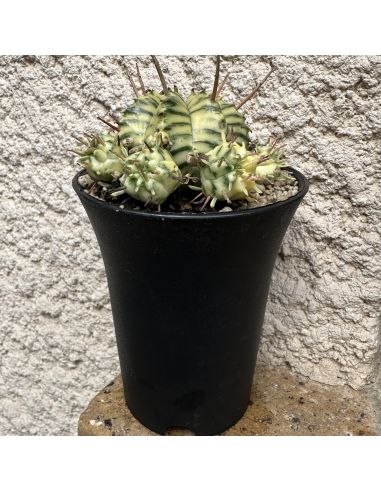 EUPHORBIA pulvinata variegata (meloformis variegata)