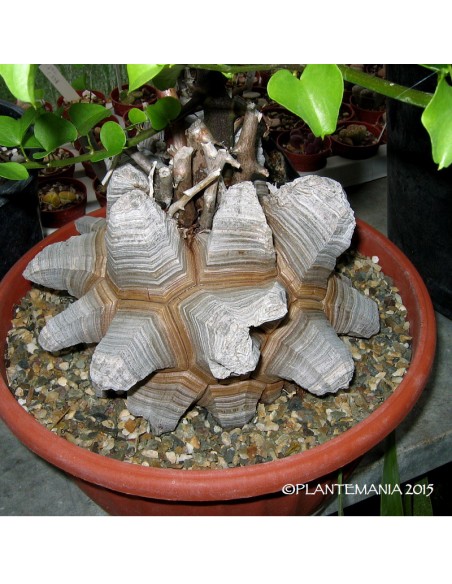 DIOSCOREA elephantipes (17/18 cm)