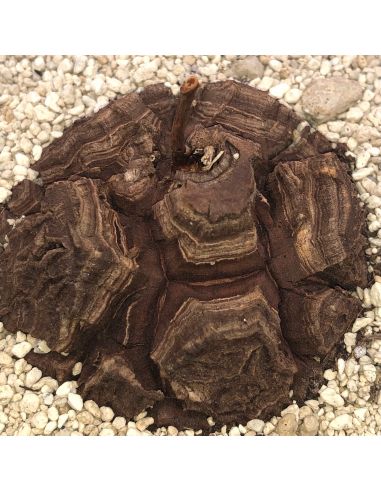 DIOSCOREA elephantipes 'Montana' Specimen T1/4