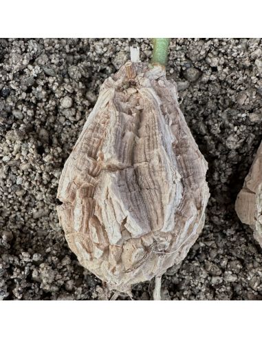 MATELEA cyclophylla