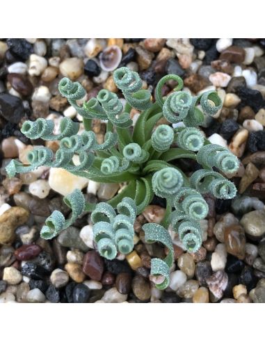 ALBUCA concordiana