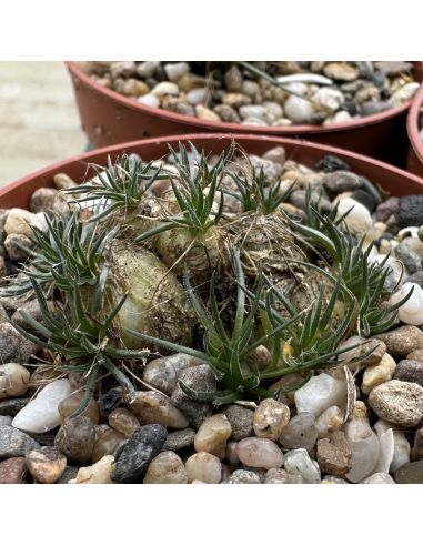 ORNITHOGALUM lithopsoides