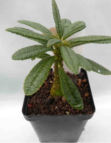 DORSTENIA gigas