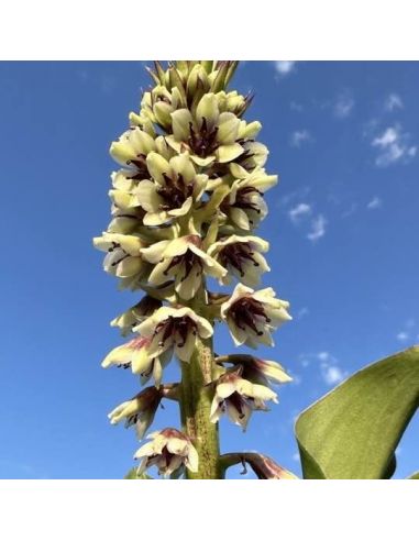 EUCOMIS montana