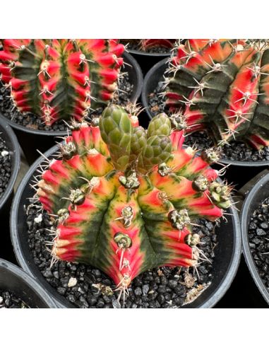 GYMNOCALYCIUM mihanovichii variegata 6/8 cm