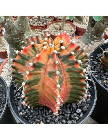 GYMNOCALYCIUM mihanovichii variegata 9/10 cm