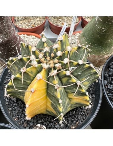 GYMNOCALYCIUM mihanovichii variegata jaune 9/10 cm