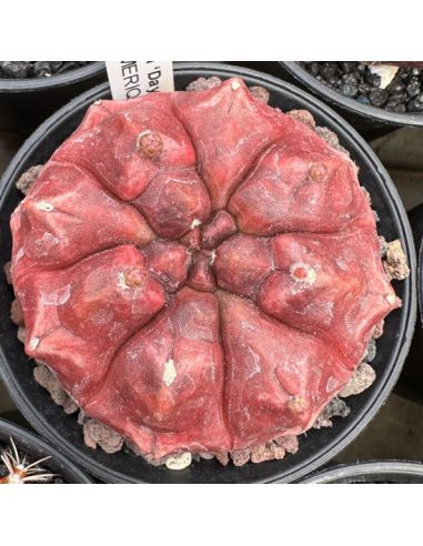 GYMNOCALYCIUM mihanovichii ‘Day Dream’