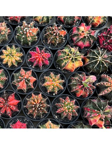 GYMNOCALYCIUM mihanovichii variegata 7/8 cm