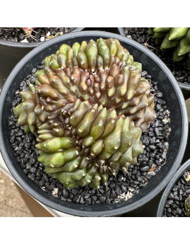 GYMNOCALYCIUM mihanovichii inermis cristata