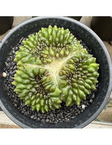 GYMNOCALYCIUM mihanovichii inermis cristata