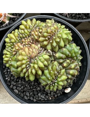 GYMNOCALYCIUM mihanovichii inermis cristata