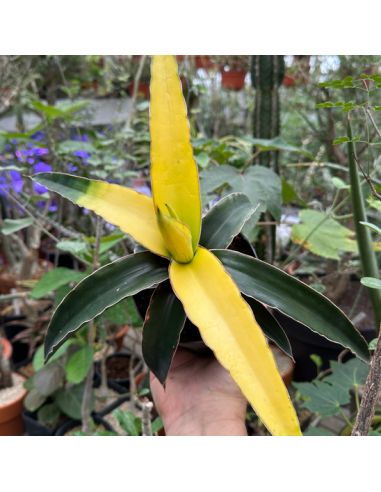 SANSEVIERIA cylindrica 'Star Canary'