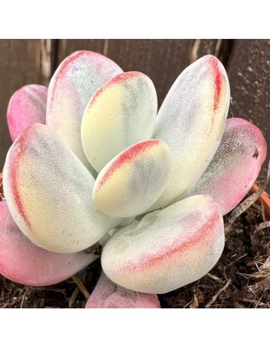 COTYLEDON orbiculata v. oophylla Variegata