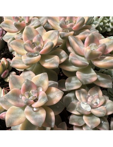 GRAPTOSEDUM 'Ghosty' Variegata