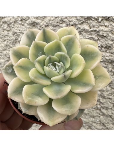 ECHEVERIA  ' Tinkerbell ' variegata