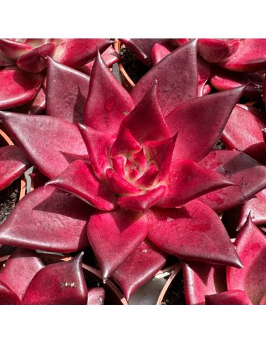 ECHEVERIA agavoides ‘Romeo Rubin’