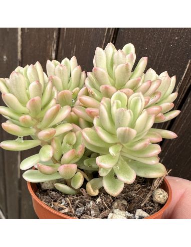 SEDUM Joyce telloch