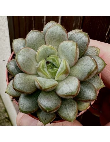 GRAPTOVERIA amethorum