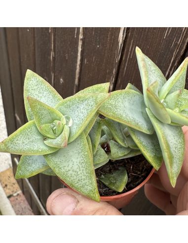 CRASSULA rupestris ‘Daruma Star’