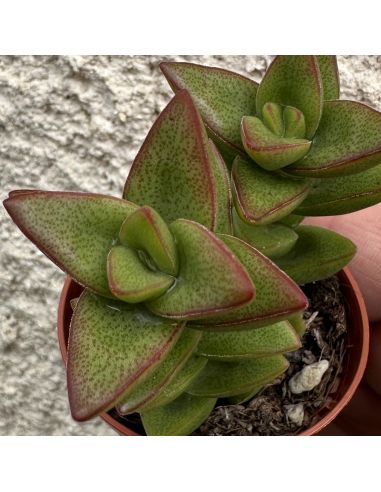 CRASSULA perforata