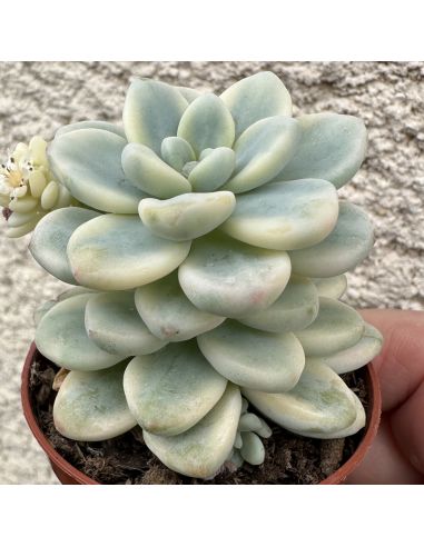 SEDUM clavatum variegata