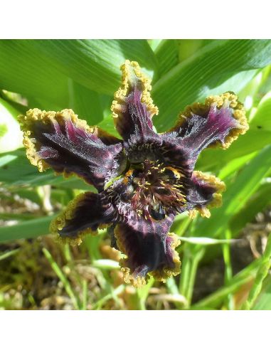 FERRARIA crispa