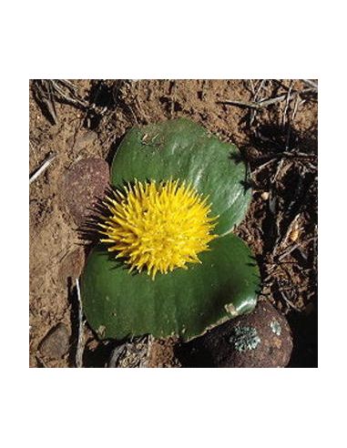 MASSONIA citrina (fleurs jaunes)