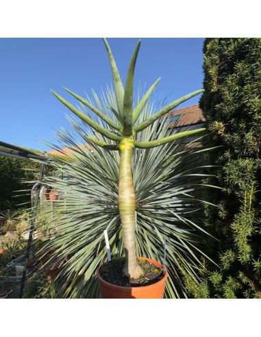 ALOE dichotoma (ALOIDENDRON)