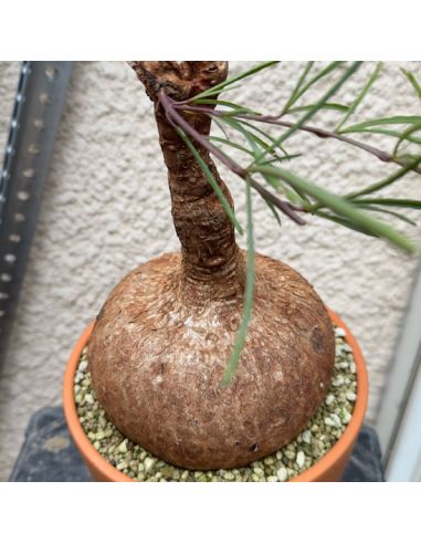 IPOMOEA bolusiana 15/18 cm