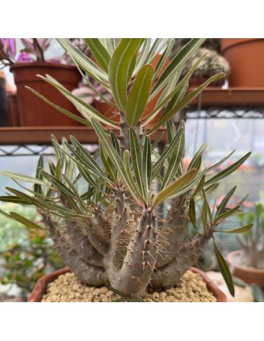 PACHYPODIUM rosulatum cactipes