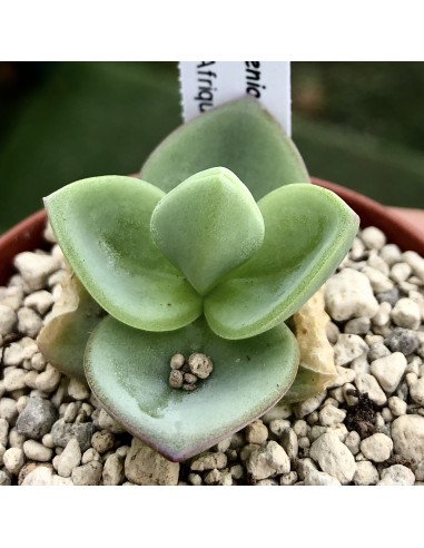 LITHOPS optica rubra