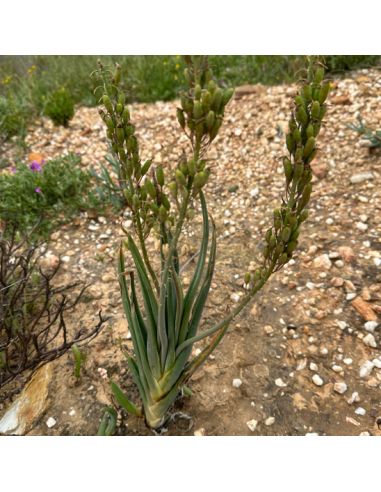 BULBINE praemorsa (grande forme) (10 g)